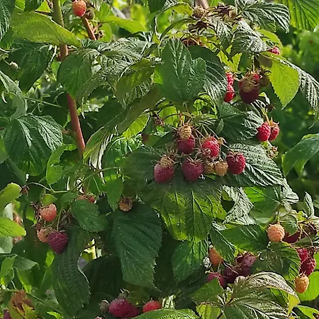 منزل ريفي Quinta Damigo