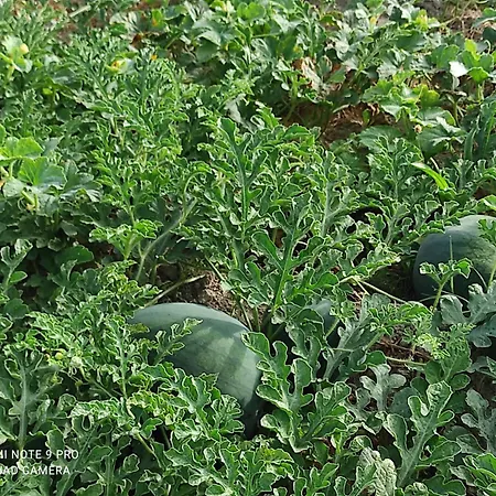 Quinta Damigo * Seia