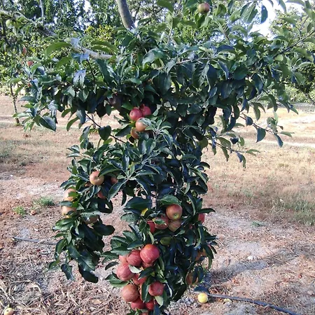 Séjour à la campagne Quinta Damigo *
