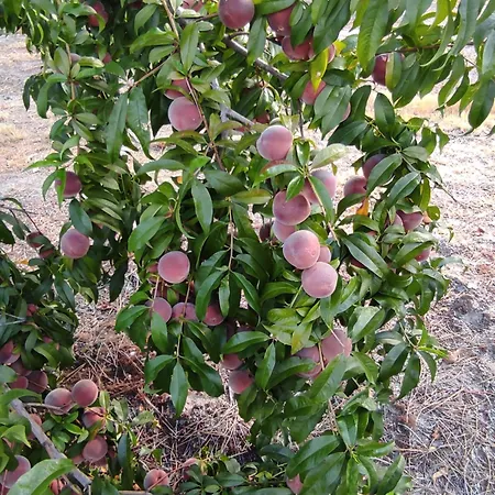 Quinta Damigo Séjour à la campagne Seia