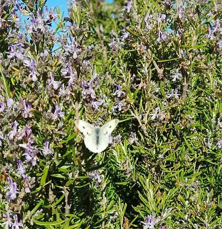 Quinta Damigo * 塞亚