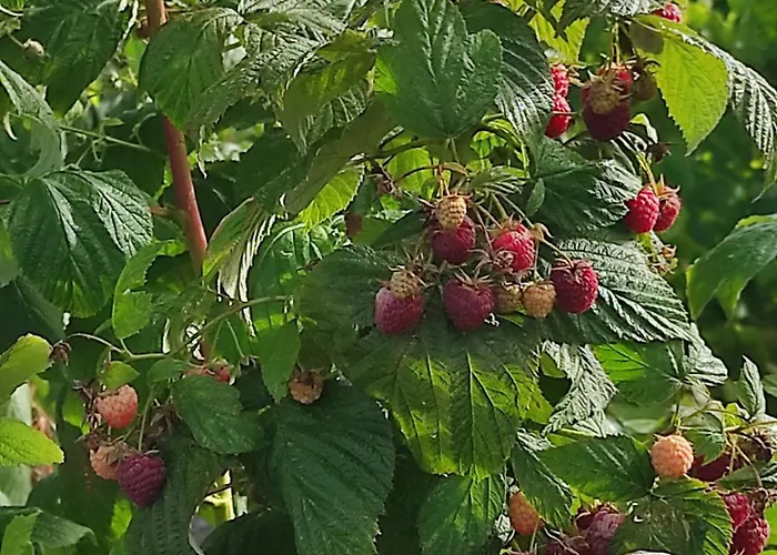 Landsted Quinta Damigo