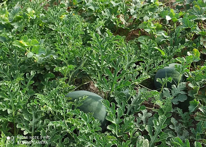 Quinta Damigo * Seia