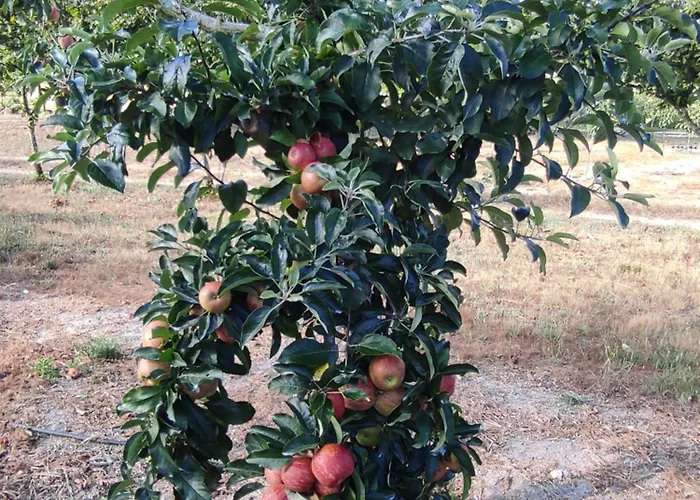 Landsted Quinta Damigo *