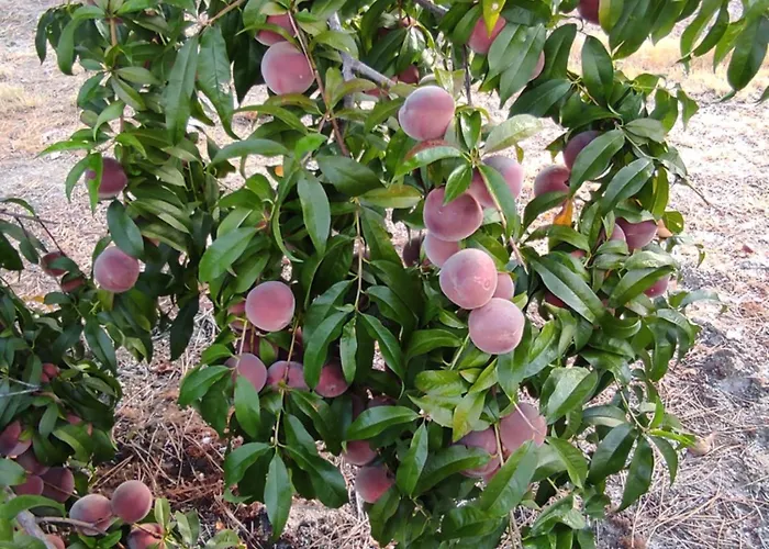 Quinta Damigo Landsted Seia