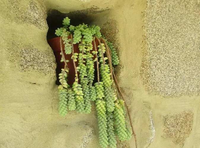 Landsted Quinta Damigo