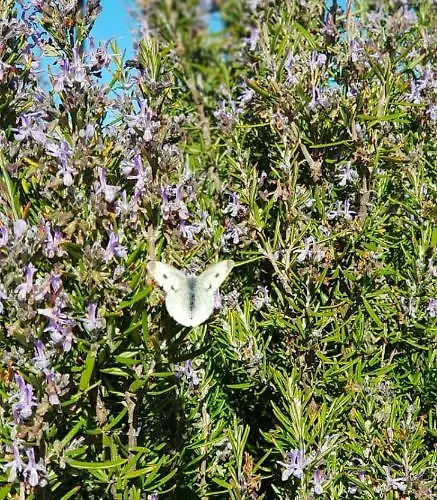 Quinta Damigo * Seia